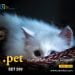 .pet domain